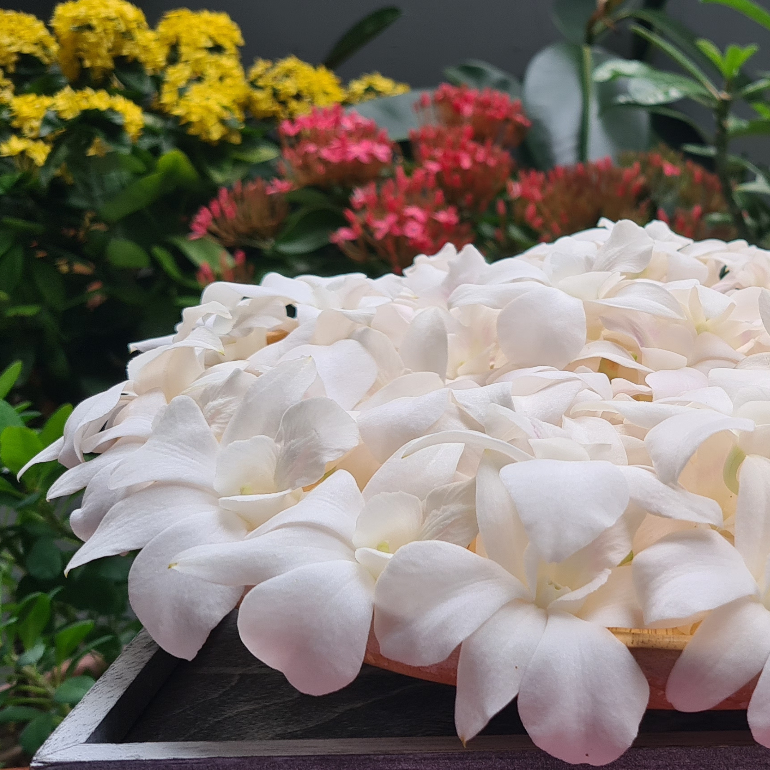 Box of 50 Snow White Dendrobium Orchids | Fresh from Thailand | Perfect for Event Decor, Floral Arrangements, and DIY Projects | Long-Lasting Blooms