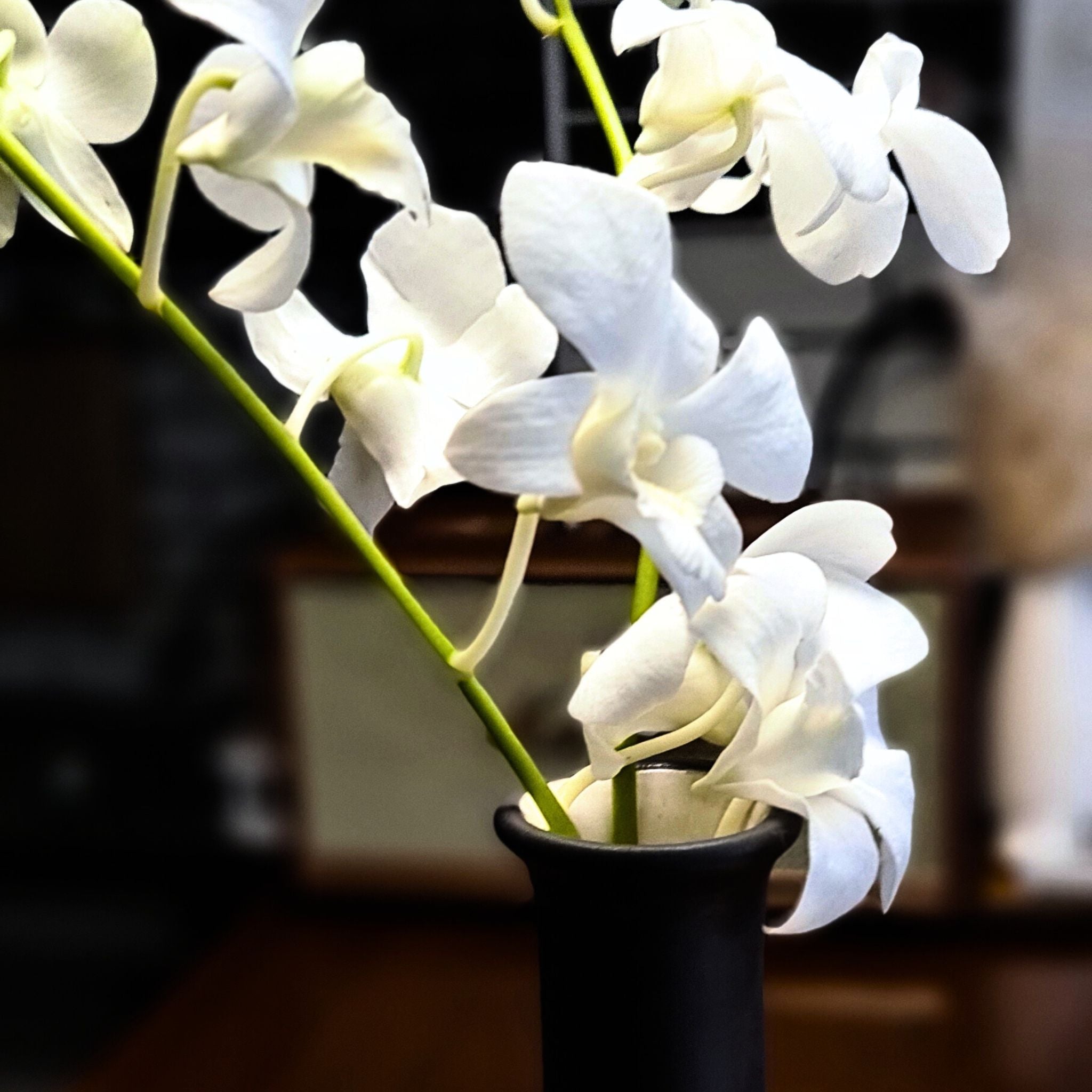 Fresh White Thai Orchids, Dendrobium Sonia, 10 stems perfect for wedding bouquets, event floral arrangements, DIY projects, and centerpieces. Long-lasting flowers flown directly from Thailand. Elegant, high-quality blooms with free shipping.