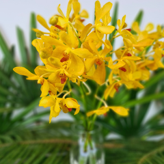 Fresh Yellow Mokara Orchids - 10 stems with water capsule for long-lasting beauty. Perfect for weddings, events, and home decor. Flown fresh from Thailand, these vibrant yellow blooms add elegance and charm to any floral arrangement.
