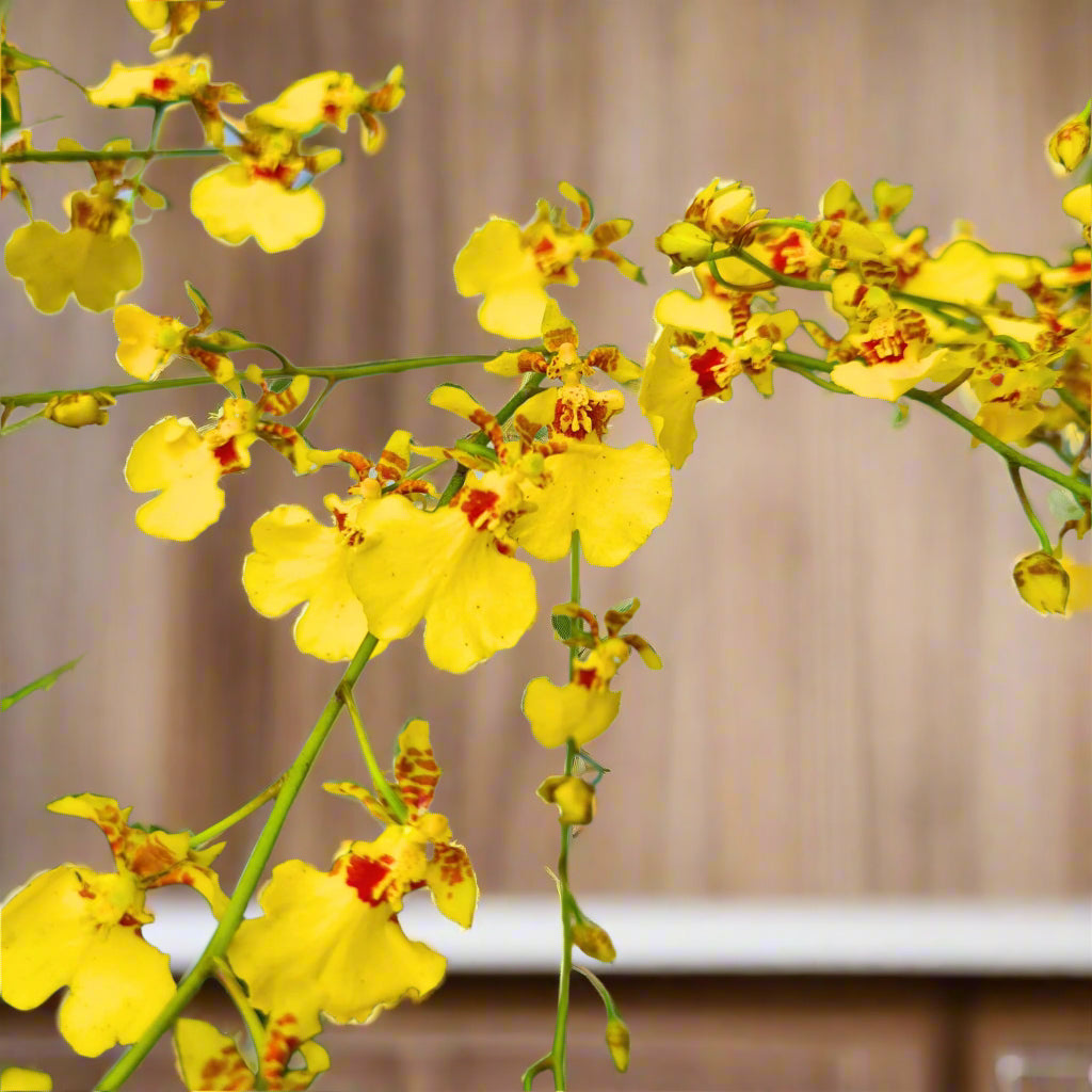 Yellow Oncidium Orchids "Golden Shower" deliver vibrant, cascading sprays that are perfect for weddings, home décor, and events. Rare, long-lasting blooms create elegant floral arrangements with a touch of tropical beauty and sophistication.