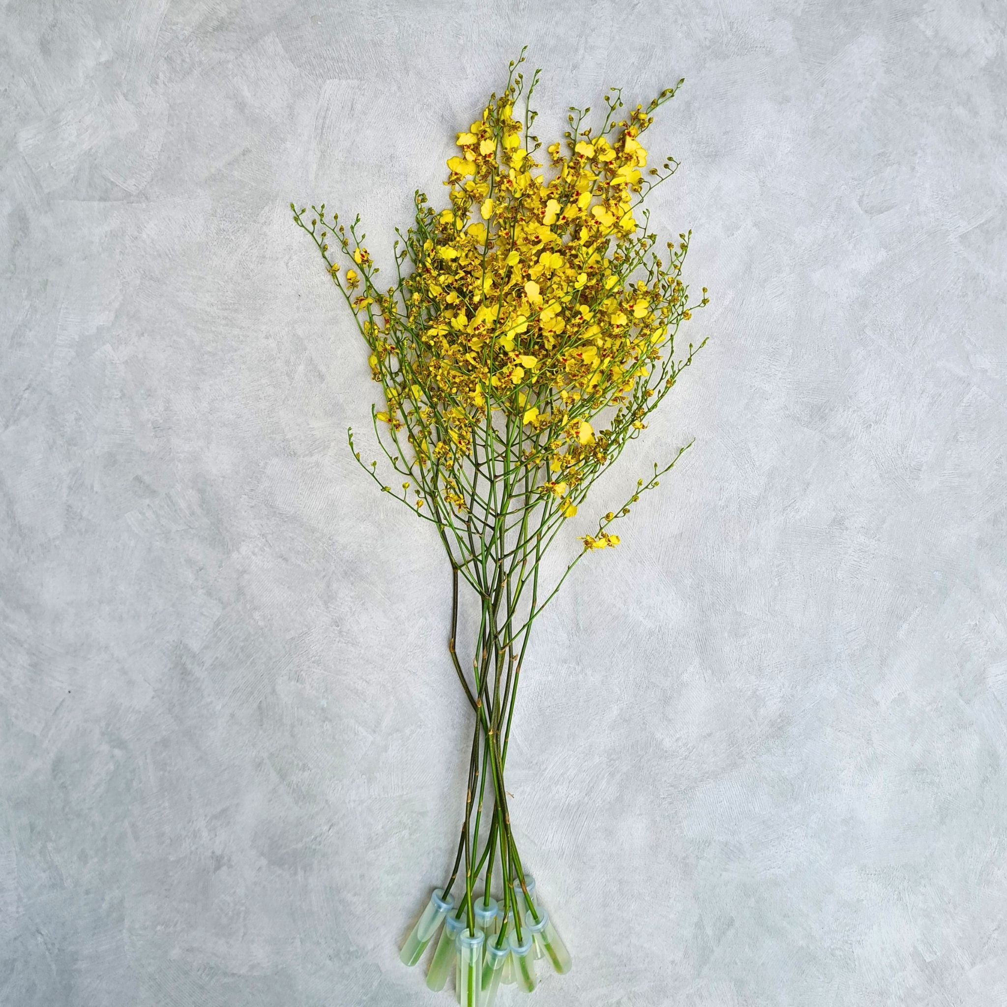 Yellow Oncidium Orchid Bundle "Golden Shower" features radiant, rare blooms perfect for weddings, house décor, events, and tropical parties. Long-lasting orchids with vibrant yellow petals add a touch of elegance and joy to any occasion.