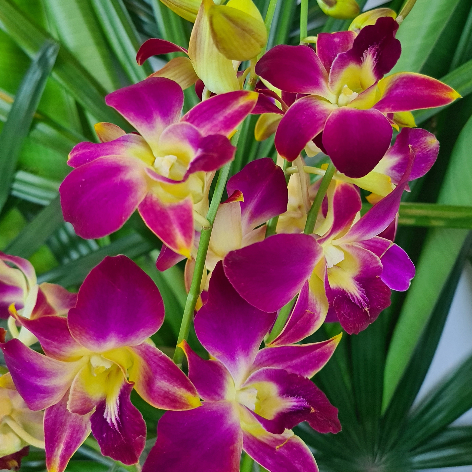 Freshly flown Yellow and Red Dendrobium Orchids, 10 stems with water capsules. Ideal for wedding decor, home decoration, and gift-giving. These premium quality orchids offer long-lasting beauty and are perfect for elegant floral arrangements.