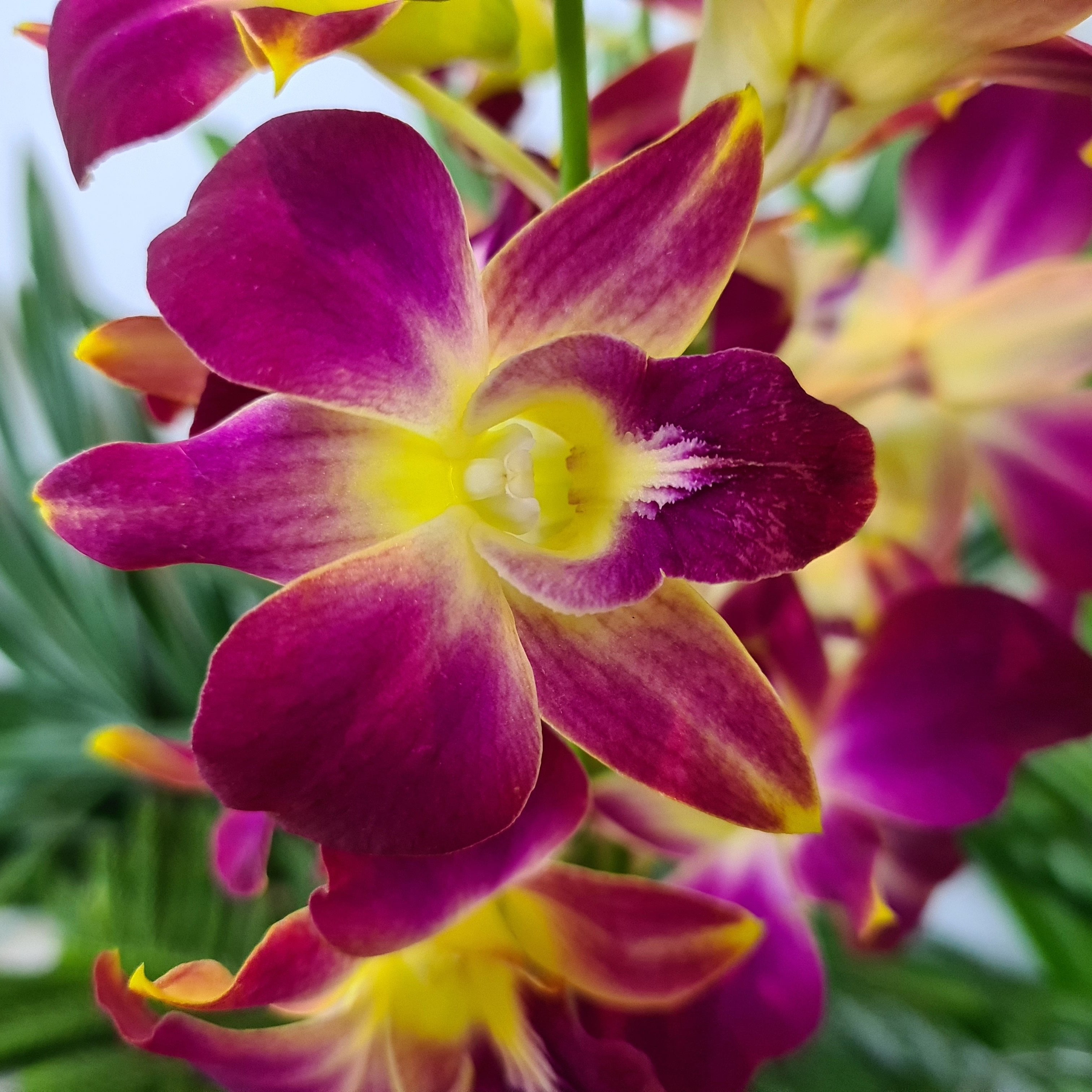 Bundle of 10 Yellow and Red Dendrobium Orchids with fresh stems and water capsules. Ideal for weddings, home decor, and special events. Flown in from Thailand, providing long-lasting and premium quality blooms for stunning floral displays.