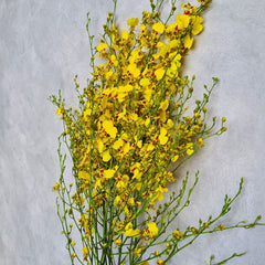 Golden Shower Oncidium Orchids showcase bright yellow petals on graceful sprays, perfect for weddings, event centerpieces, tropical arrangements, and home décor. Fresh, elegant, and long-lasting blooms for timeless floral beauty.