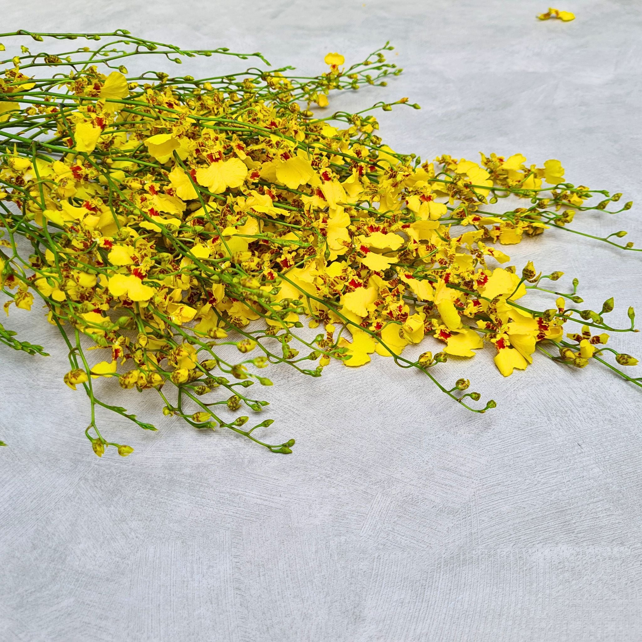 Radiant Yellow Oncidium Orchids – Elegant Floral Stems for Weddings & Events
Elevate your floral designs with Yellow Oncidium Orchids, a stunning Golden Shower variety from Thailand. These delicate orchid sprays are ideal for bridal bouquets, tropical floral arrangements, tall vase decor, and event styling. Their graceful elegance and rich color make them a top choice for florists. Ships fresh with free USA shipping!