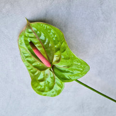 Exotic green Anthurium Verino flowers, fresh from Thailand, ideal for floral designs, event decor, weddings, and home arrangements.