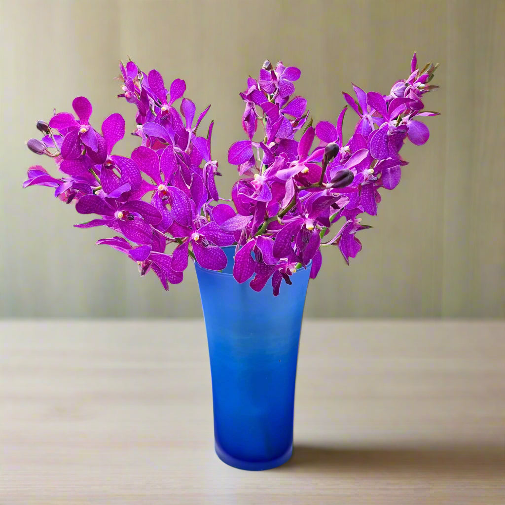 Exotic Mokara Blue orchids with rich purple petals and refined elegance. Fresh 10-stem bundle flown directly from Thailand, ideal for wedding floral arrangements, sophisticated table décor, and artistic designs.